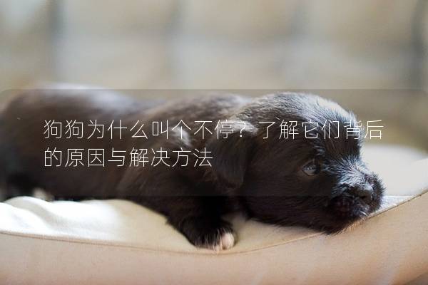 狗狗為什么叫個不停？了解它們背后的原因與解決方法
