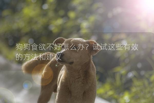 狗狗食欲不好怎么辦?試試這些有效的方法和建議 狗狗食欲不好怎么辦?試試這些有效的方法和建議
