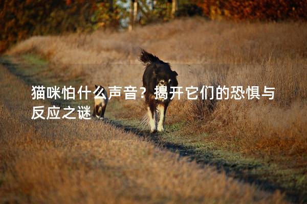 貓咪怕什么聲音？揭開它們的恐懼與反應之謎