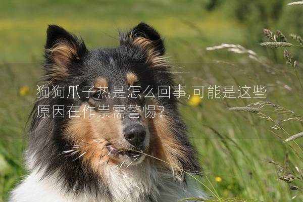 狗狗爪子熱是怎么回事,可能是這些原因在作祟需警惕？