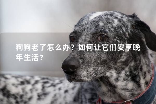 狗狗老了怎么辦？如何讓它們安享晚年生活？