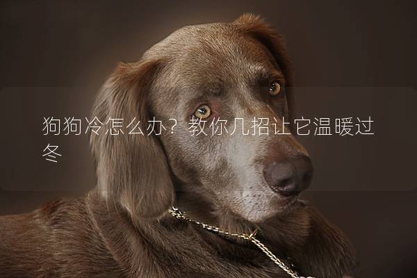 狗狗冷怎么辦？教你幾招讓它溫暖過冬