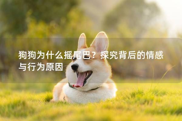 狗狗為什么搖尾巴？探究背后的情感與行為原因