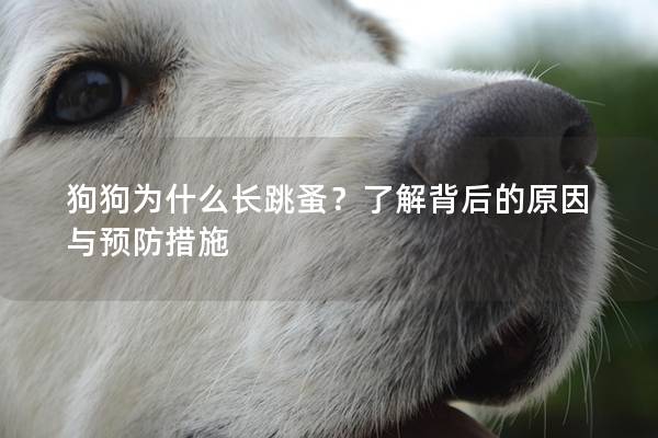 狗狗為什么長跳蚤？了解背后的原因與預防措施