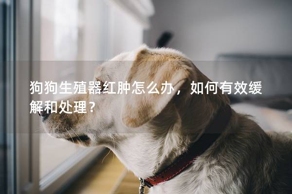 狗狗生殖器紅腫怎么辦，如何有效緩解和處理？