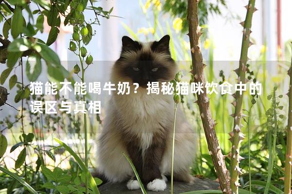 貓能不能喝牛奶？揭秘貓咪飲食中的誤區(qū)與真相