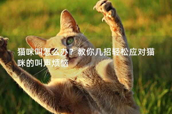 貓咪叫怎么辦?教你幾招輕松應對貓咪的叫聲煩惱 貓咪叫怎么辦?教你幾招輕松應對貓咪的叫聲煩惱