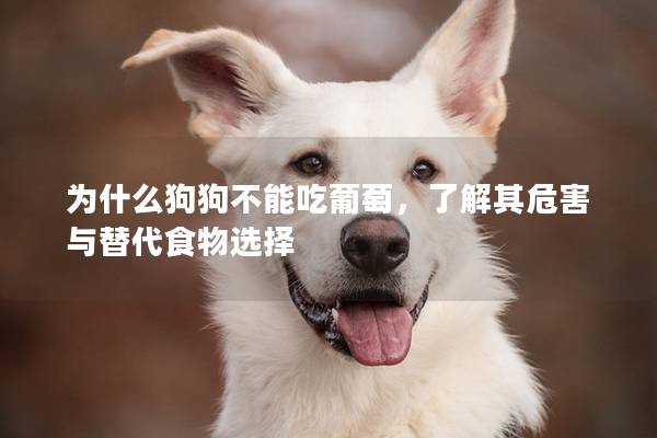 為什么狗狗不能吃葡萄，了解其危害與替代食物選擇