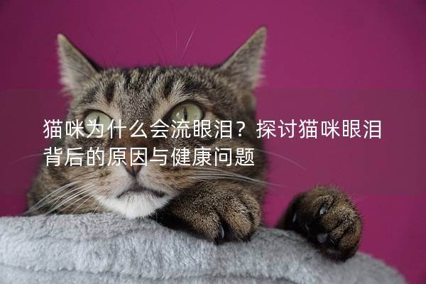 貓咪為什么會流眼淚？探討貓咪眼淚背后的原因與健康問題