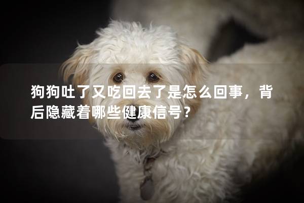 狗狗吐了又吃回去了是怎么回事,背后隱藏著哪些健康信號? 狗狗吐了又吃回去了是怎么回事,背后隱藏著哪些健康信號?