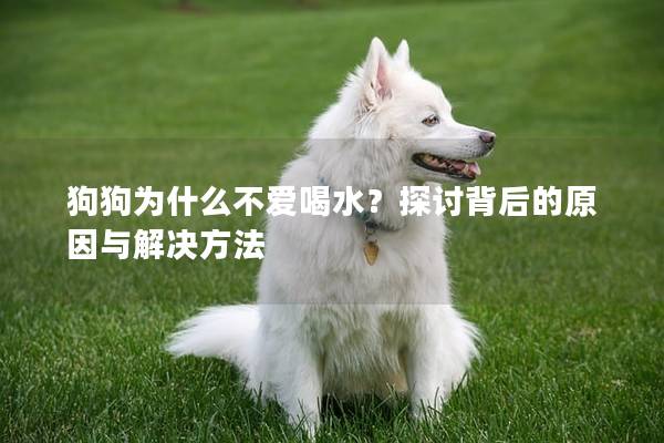 狗狗為什么不愛喝水?探討背后的原因與解決方法 狗狗為什么不愛喝水?探討背后的原因與解決方法