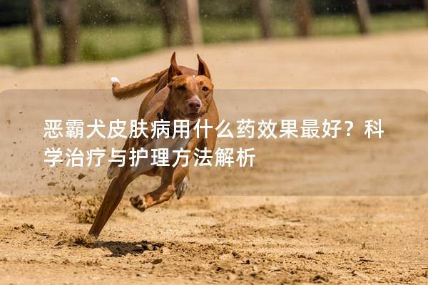 惡霸犬皮膚病用什么藥效果最好？科學(xué)治療與護(hù)理方法解析