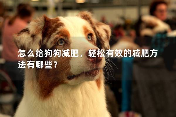 怎么給狗狗減肥,輕松有效的減肥方法有哪些? 怎么給狗狗減肥,輕松有效的減肥方法有哪些?