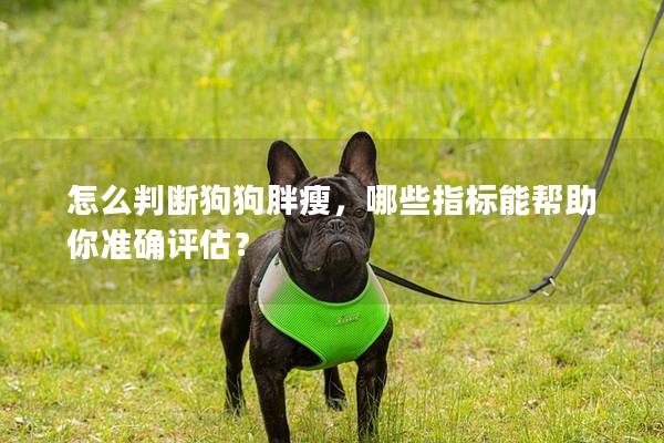 怎么判斷狗狗胖瘦，哪些指標能幫助你準確評估？