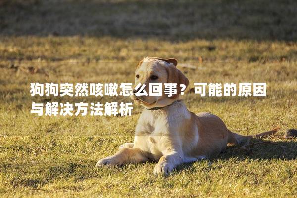 狗狗突然咳嗽怎么回事？可能的原因與解決方法解析