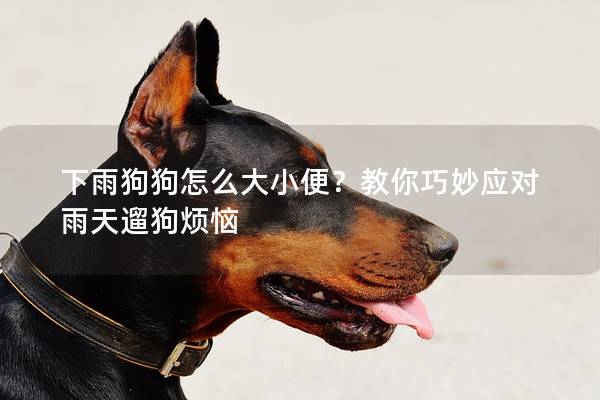 下雨狗狗怎么大小便?教你巧妙應對雨天遛狗煩惱 下雨狗狗怎么大小便?教你巧妙應對雨天遛狗煩惱