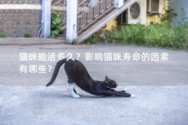 貓咪能活多久?影響貓咪壽命的因素有哪些? 貓咪能活多久?影響貓咪壽命的因素有哪些?