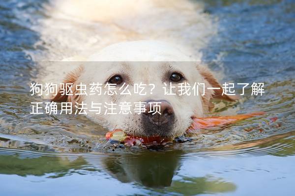 狗狗驅(qū)蟲藥怎么吃？讓我們一起了解正確用法與注意事項(xiàng)
