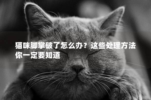 貓咪腳掌破了怎么辦？這些處理方法你一定要知道