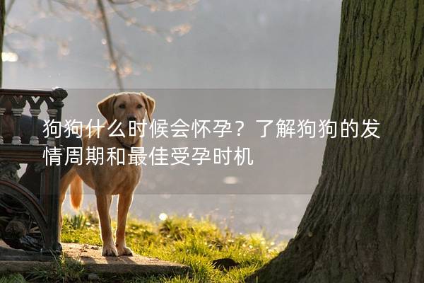 狗狗什么時候會懷孕？了解狗狗的發情周期和最佳受孕時機