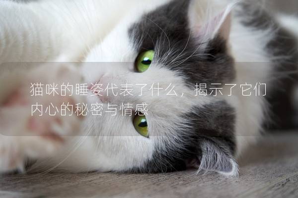 貓咪的睡姿代表了什么，揭示了它們內心的秘密與情感