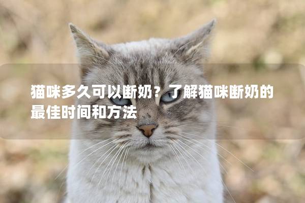 貓咪多久可以斷奶？了解貓咪斷奶的最佳時間和方法