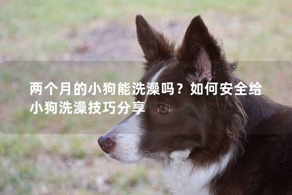 兩個(gè)月的小狗能洗澡嗎？如何安全給小狗洗澡技巧分享