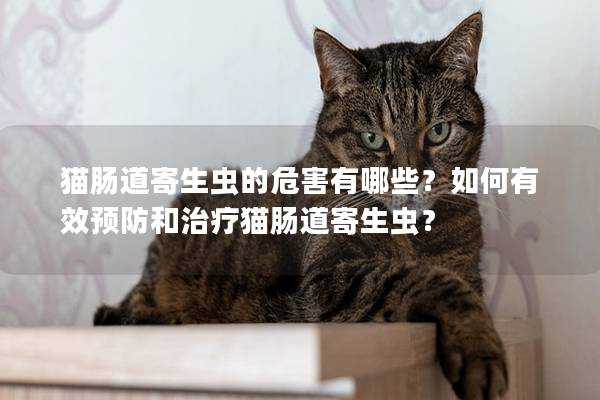 貓腸道寄生蟲的危害有哪些？如何有效預防和治療貓腸道寄生蟲？