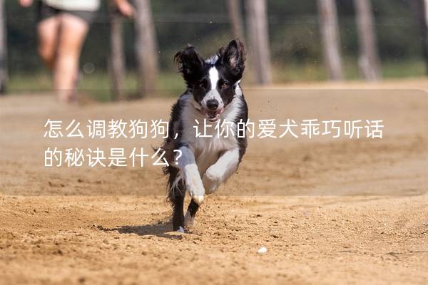 怎么調教狗狗，讓你的愛犬乖巧聽話的秘訣是什么？