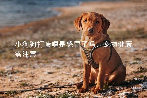 小狗狗打噴嚏是感冒了嗎，寵物健康需注意