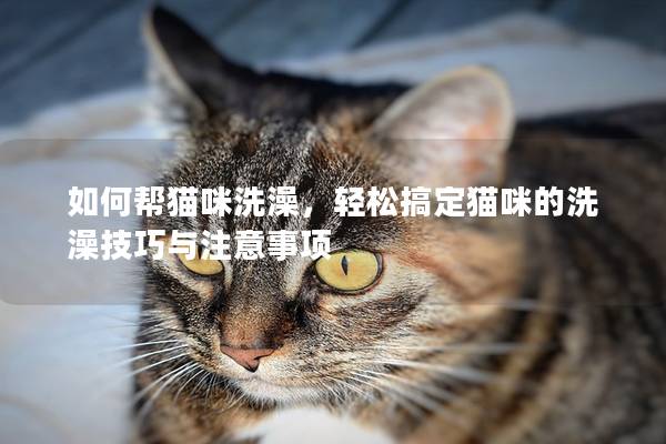 如何幫貓咪洗澡，輕松搞定貓咪的洗澡技巧與注意事項