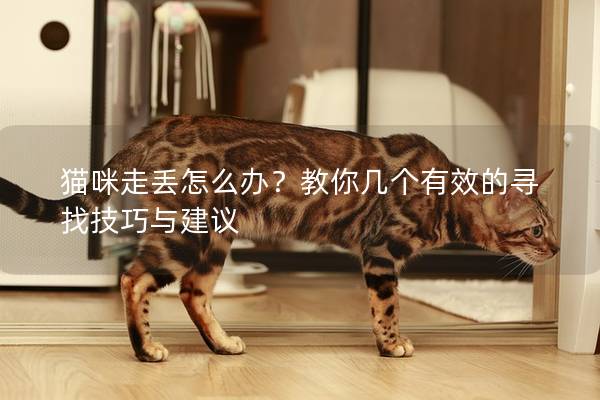 貓咪走丟怎么辦？教你幾個有效的尋找技巧與建議