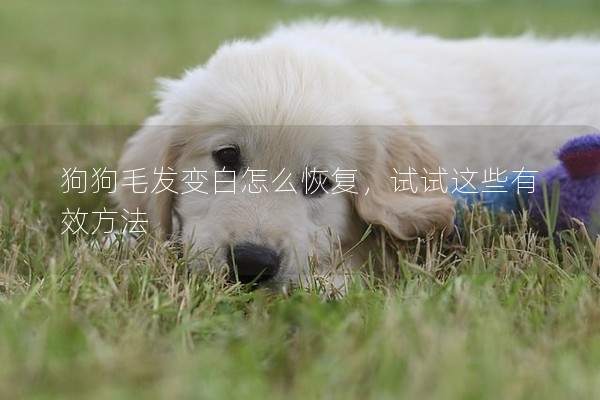 狗狗毛發變白怎么恢復,試試這些有效方法 狗狗毛發變白怎么恢復,試試這些有效方法