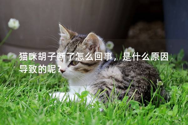 貓咪胡子斷了怎么回事，是什么原因導致的呢？