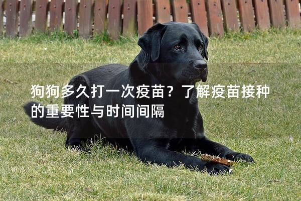 狗狗多久打一次疫苗？了解疫苗接種的重要性與時(shí)間間隔