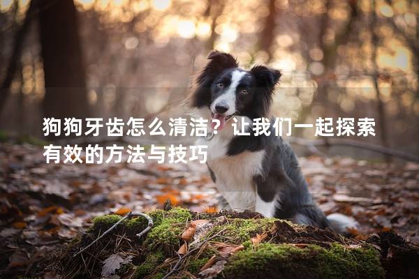 狗狗牙齒怎么清潔？讓我們一起探索有效的方法與技巧