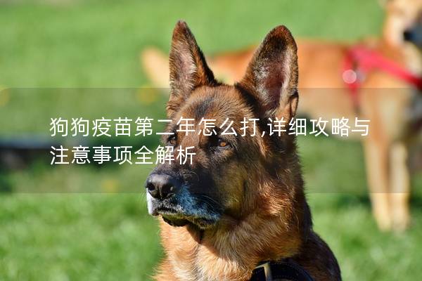 狗狗疫苗第二年怎么打,詳細(xì)攻略與注意事項全解析