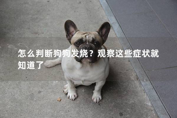 怎么判斷狗狗發燒？觀察這些癥狀就知道了