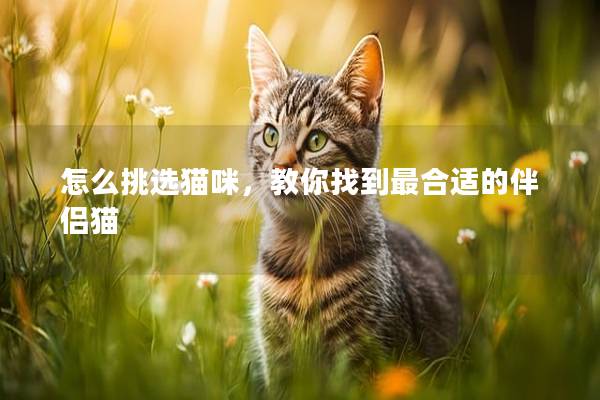 怎么挑選貓咪，教你找到最合適的伴侶貓