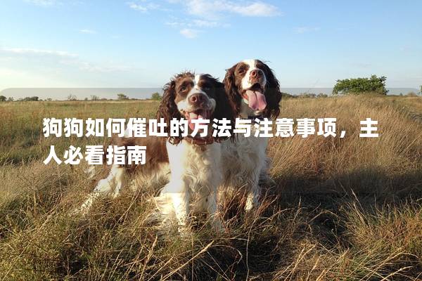 狗狗如何催吐的方法與注意事項,主人必看指南 狗狗如何催吐的方法與注意事項,主人必看指南