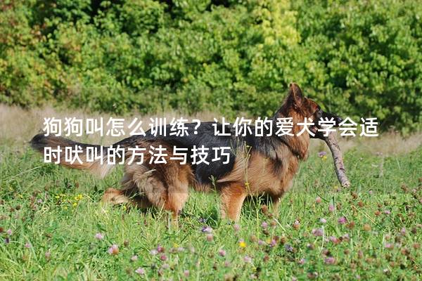 狗狗叫怎么訓練?讓你的愛犬學會適時吠叫的方法與技巧 狗狗叫怎么訓練?讓你的愛犬學會適時吠叫的方法與技巧