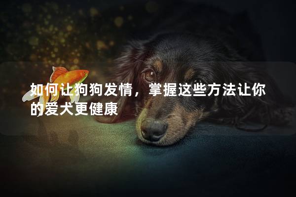 如何讓狗狗發情，掌握這些方法讓你的愛犬更健康