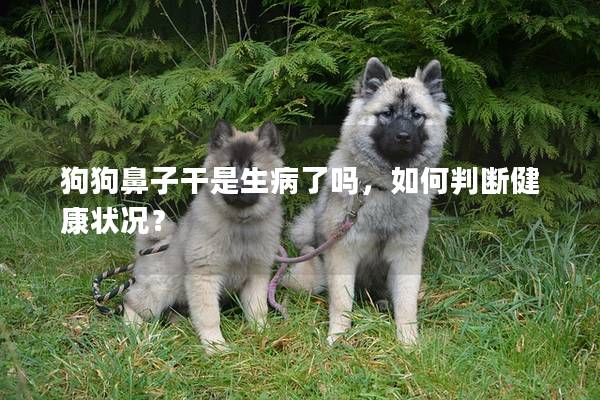 狗狗鼻子干是生病了嗎,如何判斷健康狀況? 狗狗鼻子干是生病了嗎,如何判斷健康狀況?