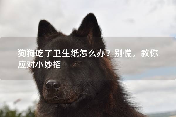 狗狗吃了衛(wèi)生紙怎么辦？別慌，教你應對小妙招