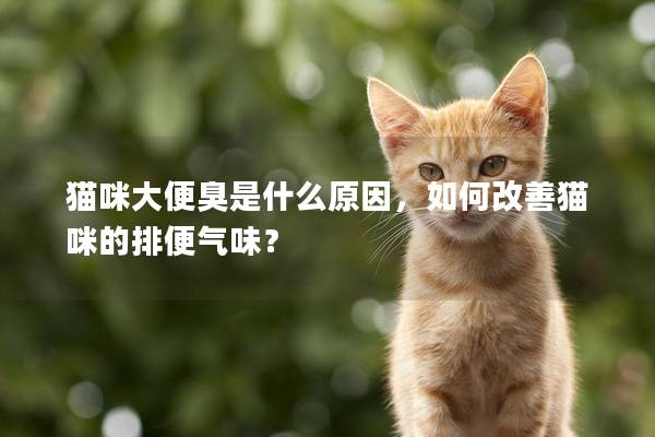 貓咪大便臭是什么原因，如何改善貓咪的排便氣味？