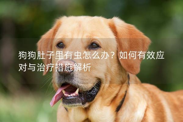狗狗肚子里有蟲怎么辦？如何有效應(yīng)對與治療措施解析