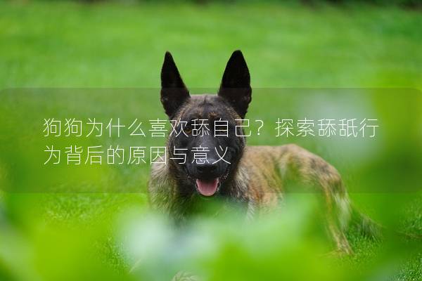 狗狗為什么喜歡舔自己？探索舔舐行為背后的原因與意義