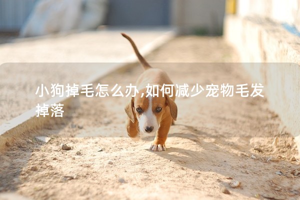 小狗掉毛怎么辦,如何減少寵物毛發掉落 小狗掉毛怎么辦,如何減少寵物毛發掉落