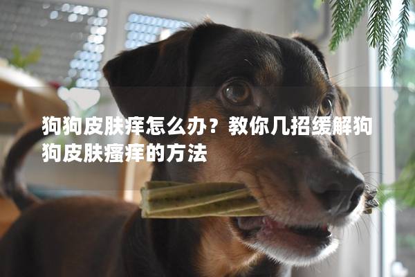 狗狗皮膚癢怎么辦？教你幾招緩解狗狗皮膚瘙癢的方法
