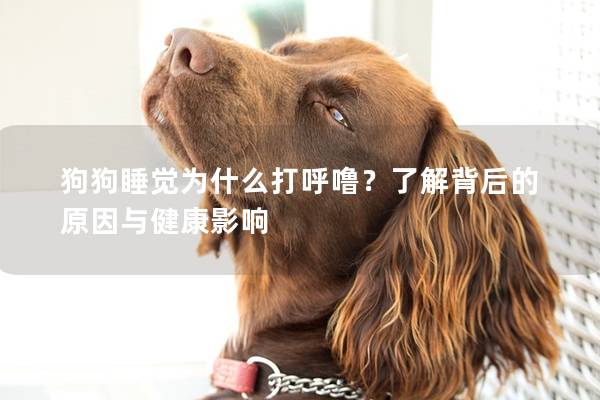 狗狗睡覺(jué)為什么打呼嚕？了解背后的原因與健康影響